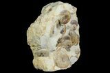 Fossil Ammonite (Leioceras) Cluster - Dorset, England #171253-4